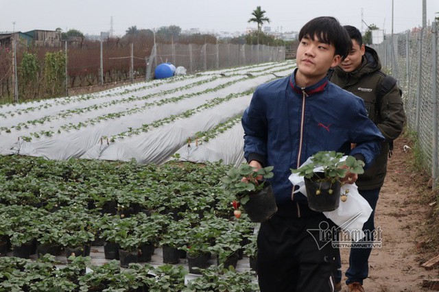 
 Anh Nguyễn Công Khanh cho biết: Dù chưa mở cửa đón khách nhưng mỗi ngày vườn dâu đã bán được mấy chục cây dâu cho khách qua đường mang về trông.
