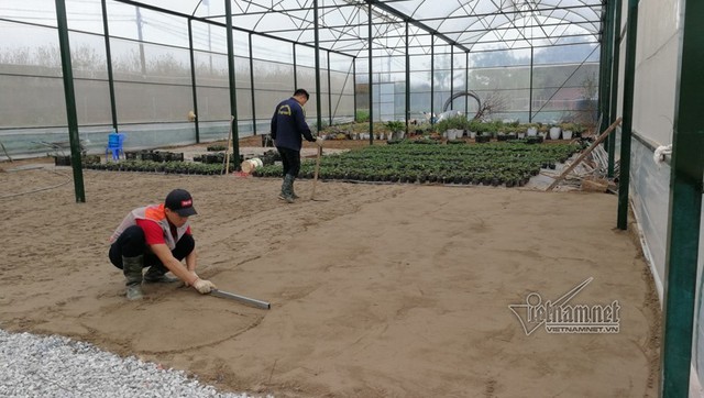 
Khoảng 1000m2 dâu tây được trồng trong nhà kính
