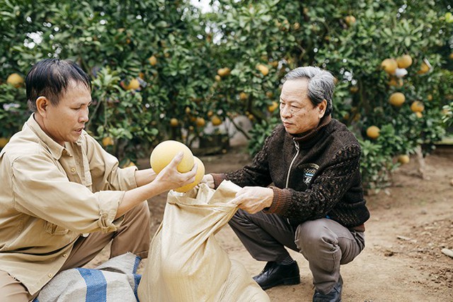 
Để trồng bưởi Diễn có hiệu quả, khâu chăm sóc là quan trọng nhất. Sau khi thu hái, người trồng phải làm cỏ, bón phân chuồng và các phân vô cơ. Thời kỳ cây đậu quả phải bón một đợt phân nữa. Để có quả bưởi Diễn ngon, khâu tưới nước cho cây là rất quan trọng, bởi độ ẩm ở các vườn khác nhau nên chăm sóc phải làm sao để quả bưởi đến tháng 11, 12 âm lịch là bắt đầu cho thu hoạch.
