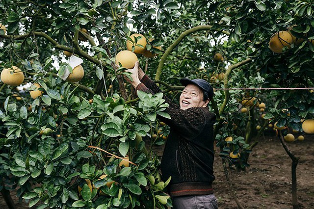 
Ông Mai Trâm, một tiểu thương buôn bưởi nhiều năm nay ở Hà Nội cho hay: Bưởi Diễn luôn là loại quả bán chạy trên thị trường, nên người dân nhiều vùng quê lân cận như các huyện ngoại thành Hà Nội chọn trồng. Tuy nhiên cùng một giống nhưng bưởi Diễn ở những vùng lân cận vị nhạt hơn, muốn có được vị ngọt cũng phải mất 15 – 20 năm chăm sóc.
