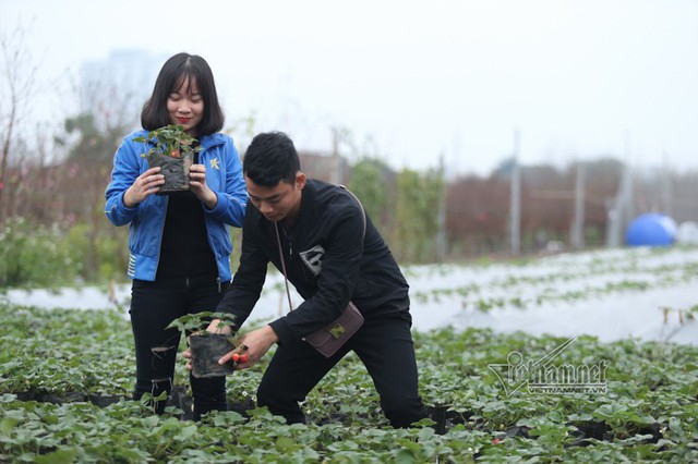 
Hai bạn trẻ Nguyễn Trọng Thuỷ và Hoàng Thị Ánh Xuyên dạo chơi chụp ảnh trong vườn dâu tây
