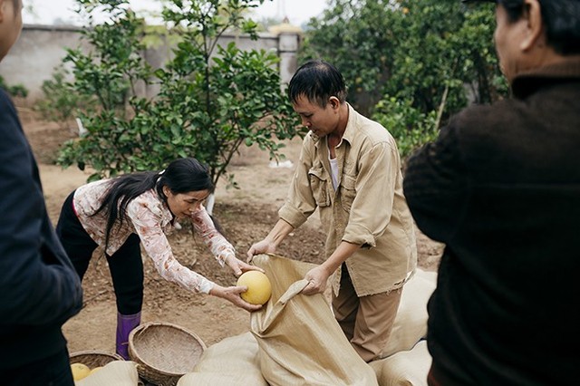 
Trước thực trạng trên, nhiều nông dân trồng bưởi đã phải ngủ lại vườn cả ngày lẫn đêm, tìm đủ biện pháp giữ bưởi đến ngày thu hoạch. Ông Bảy, chủ vườn bưởi tại Phú Diễn cũng cho biết, nhà nào có vườn cũng phải làm hàng rào bao quanh, kéo điện thắp sáng ban đêm. Những ngày này thì bất kể đêm hôm rét mướt chúng tôi cũng phải túc trực tại vườn, nếu không trông nom tốt thì thành quả cả năm coi như mất không, ông nói thêm.
