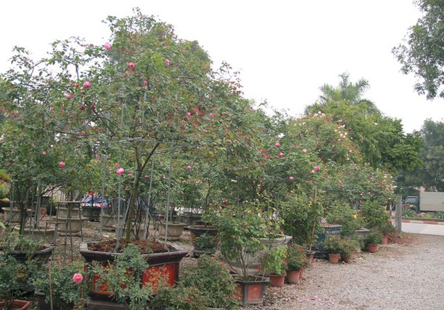 
Vườn của gia đình anh Thọ ở Đa Tốn (Gia Lâm, Hà Nội) được giới chơi cây cảnh biết đến như một trong những địa chỉ có những cây thuộc hàng đỉnh. Trong vườn đang có khoảng 300 gốc giá từ 50 đến 80 triệu đồng/cây, đặc biệt có hai gốc hồng cổ Sapa đang được bán giá 150 triệu đồng.
