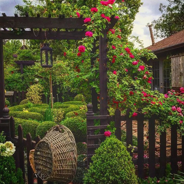 
Lối vào vườn sau đẹp lãng mạn với hồng leo.
