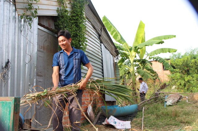 Anh Thạch cắt cỏ voi làm thức ăn cho đàn dúi