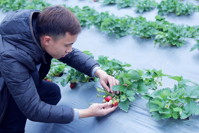 
Anh Nguyễn An Phương - quản lý bán hàng của Chimi Farm Hà Nội cho biết, dâu là giống vừa dễ vừa khó trồng và chăm sóc. Nhiệt độ mùa đông và mùa xuân của Hà Nội rất thích hợp cho dâu phát triển, tuy nhiên cũng dễ mắc các loại bệnh gây hại cho lá và quả dâu.
