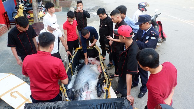 Ngay sau khi cá tra “khủng” được vận chuyển về Lào Cai rất nhiều du khách và người dân hiếu kỳ vây quanh, chụp ảnh.
