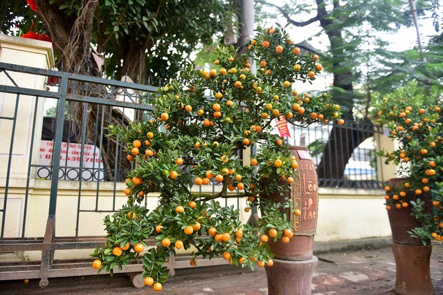 
Cây quất bonsai với dáng thác đổ được người dân đánh giá cao trong hội chợ.
