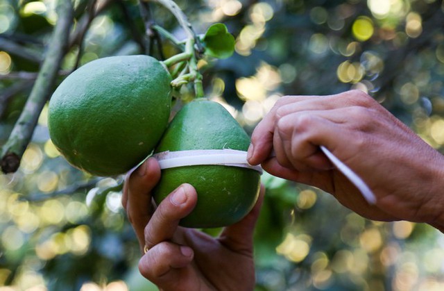 Để ra trái bưởi hồ lô, người nông dân phải chuẩn bị từ 6 tháng trước Tết. Khi trái bưởi được 2 tháng tuổi, to bằng nắm tay thì bắt đầu thắt vòng dây ở giữa trái để định hình. Những trái được chọn phải tròn trịa, cuống đẹp, thẳng. Khi siết vòng lại rồi cứ thế để trái lớn lên, sẽ tạo ra đường eo ở giữa. Vì công đoạn phức tạp nên sau khi chốt số lượng bưởi hồ lô với thương lái tôi mới tạo hình, chứ không làm tràn lan, ông Sơn nói.