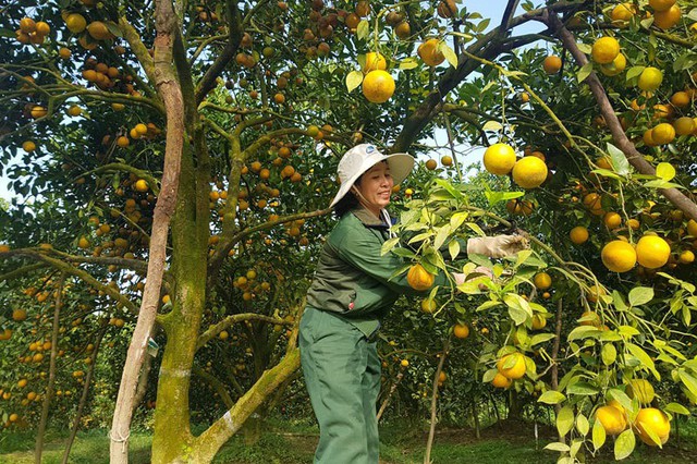 
Ông Nguyễn Viết Chuân, Chủ tịch UBND xã Thượng Lộc cho biết, cam được trồng chủ yếu ở các thôn Anh Hùng, Sơn Bình, Nam Phong, Đông Phong… với nhiều loại cam như cam bù, cam chanh, cam giòn.
