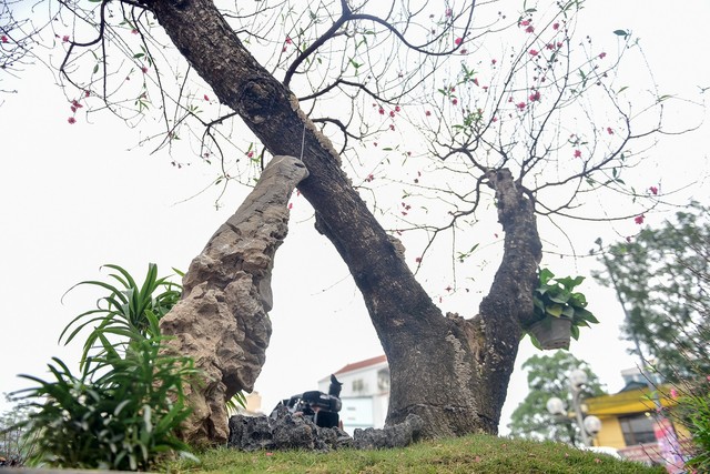 
Chủ vườn cho biết, cây đào có dáng rồng bay lên trời, thuộc dạng hiếm có khó tìm tại Việt Nam nên giá cũng phải phù hợp với cây.
