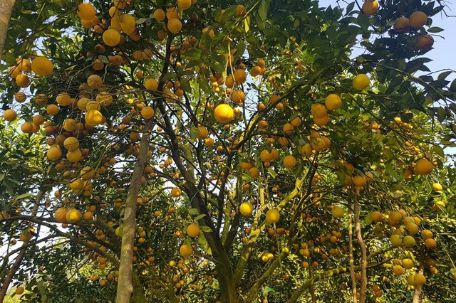 
“Những hộ trồng cam đang gặp khó khăn nhất là đầu ra. Hiện các hộ xuất ra địa bàn nhỏ lẻ, nên gặp bấp bênh trong giá cả”, Chủ tịch UBND xã Thượng Lộc thông tin.

