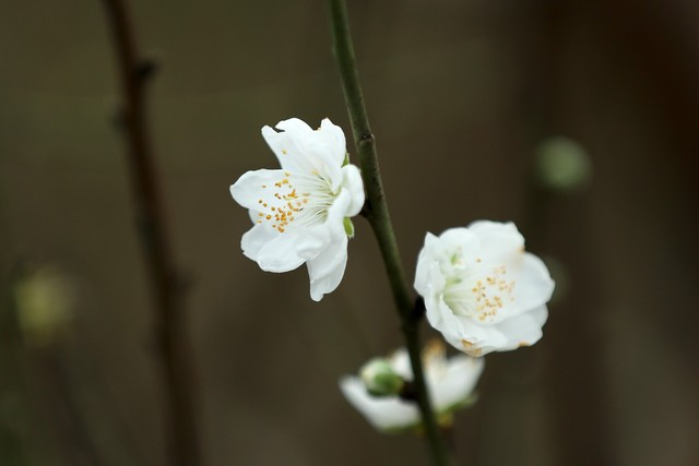 
Điểm đặc biệt của loại hoa này là có màu trắng tinh khiết.
