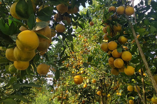 
Toàn xã Thượng Lộc có tới 600 hộ trồng cam, trên diện tích 230 hecta, trong đó đã có có hơn 150 hecta đã cho thu hoạch.
