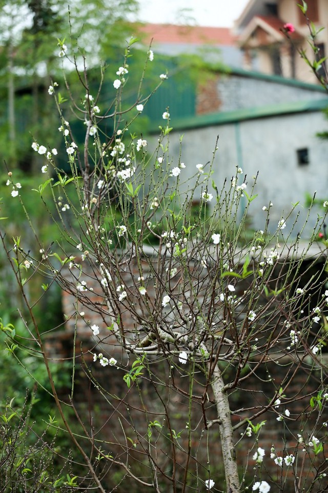 
Khác với loại hoa đào khác, đào trắng tỏa hương thơm dịu nhẹ, phảng phất.
