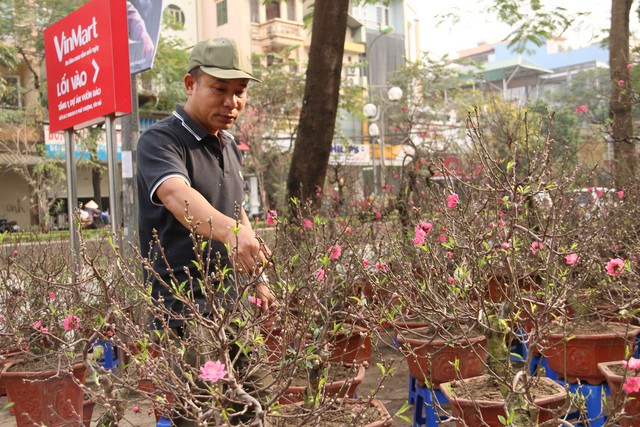 
Ông Công Nghĩa Quyết (Phú Thượng, Hà Nội) cho biết, năm nay vườn nhà ông có khoảng 170 gốc đào mini dành cho dịp Tết Kỷ Hợi. “Để tạo ra những cây đào mini khó hơn rất nhiều so với đào thế. Đào được trồng bằng hạt, sau đó ghép mắt với các loại đào ta. Mỗi năm, có thể cắt bớt các cành để bán, phần gốc để lại nuôi dưỡng. Phải mất ít nhất 5 năm mới cho ra đời được một cây đào mini đẹp”, ông Quyết nói.
