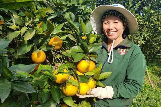 
Chị Phan Thị Hiền, (47 tuổi, trú thôn Anh Hùng), chủ nhân của vườn cam được được đánh giá có năng suất và chất lượng nhất vùng.
