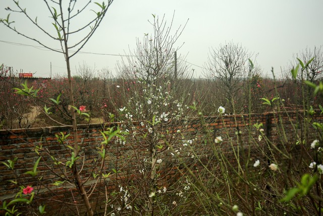 
Đào trắng là loại cây quý, khó tìm, khó trồng và lại càng khó ép nở hoa đúng Tết âm lịch như những loại hoa xuân khác.
