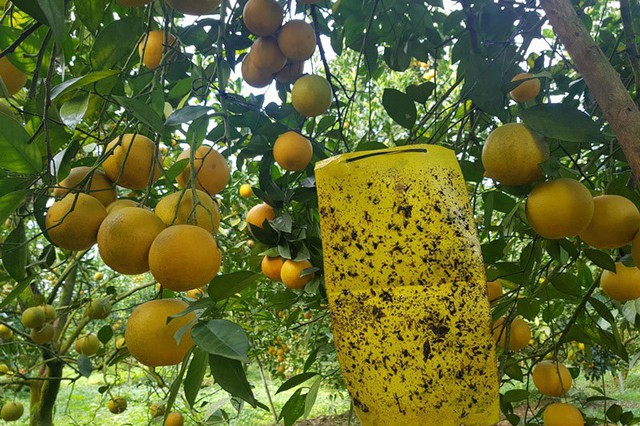
Cây cam được đánh giá là loài cây “khó tính”, để đảm bảo độ sạch, chủ nhân áp dụng thuốc bảo vệ thực vật sinh học, dùng miếng dính sâu bọ.
