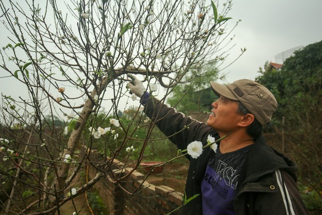 
Anh Trường cho biết  tôi đã chăm sóc hai cây đào này được khoảng hơn 6 năm. Mấy năm đầu cây không cho hoa đúng dịp Tết Âm lịch, nhưng sau có kinh nghiệm có thể làm hoa nở đúng dịp Tết.
