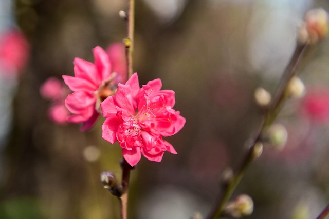 
Vào thời điểm hiện tại trên thân cây hoa đã nở rất nhiều, có cả hoa ghép đặc trưng của đào Nhật Tân và hoa của chính gốc đào tự nhiên.
