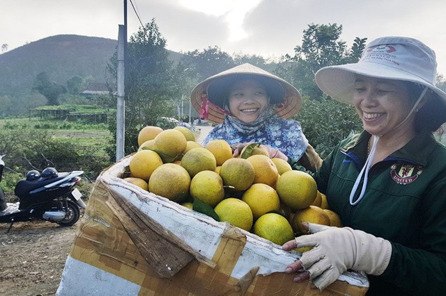 
Gia đình chị Hiền vườn cam rộng gần 4 hecta, có 1.250 gốc, trong đó hơn 320 gốc đang cho thu hoạch, đạt doanh thu gần 1 tỷ đồng/năm.
