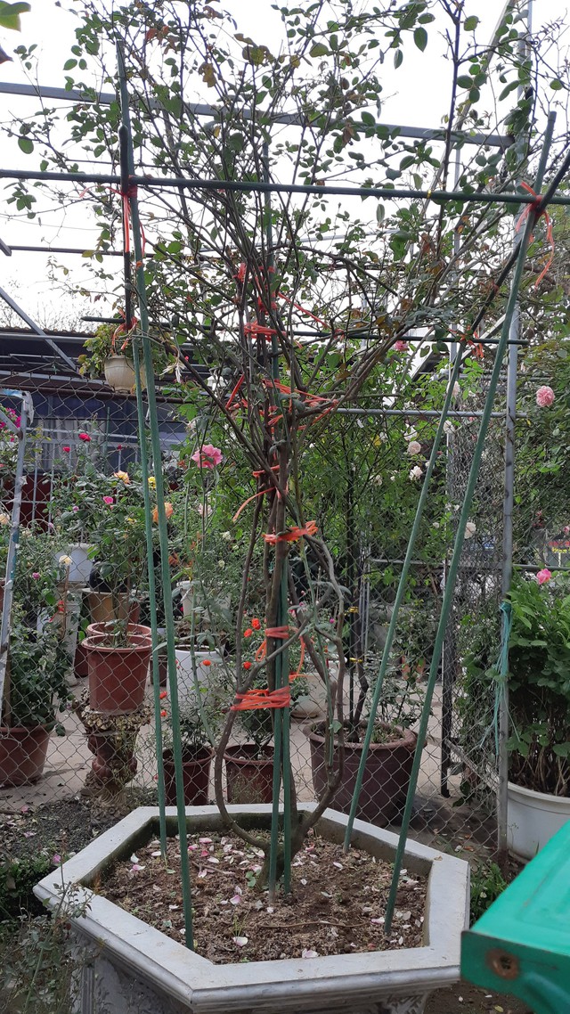 
Theo giới thiệu của chủ cửa hàng, đây chỉ là một trong những cây hoa hồng cổ Sapa có tuổi đời cao nhất tại vườn. Nhiều cây hồng cổ Sapa khác lâu năm được trồng riêng để nhân giống và không bán gốc.
