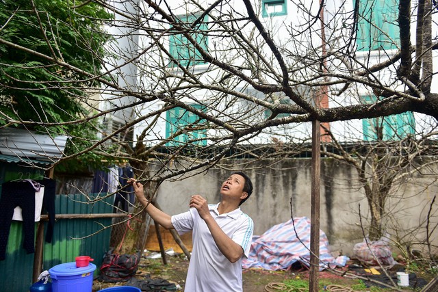 
Ông Hoàn cho biết để vận chuyển những cây, cành đào xuống đến Hà Nội rất mất nhiều công, vì cành đào có tán rộng cao. Việc vận chuyển phải chia ra làm nhiều chuyến bằng xe chuyên dụng.
