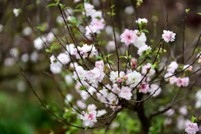 
Hoa mai nở đẹp làm say đắm lòng người. Với thời tiết nếu quá nóng thì mai sẽ nở hơi ngả hồng, khi trời lạnh đều mai nở hoa trắng.
