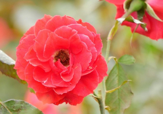 Cây hoa hồng chiếm 80% diện tích vườn nhà anh Hải với trên 60 giống hồng các loại, trong đó có hồng cổ Sa Pa, hồng Juliet, hồng Pháp, hồng Thái Lan...