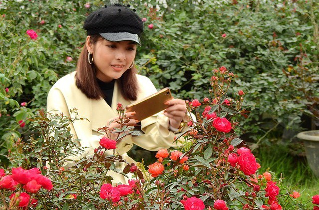 Chị Dung ở TP Hạ Long đến tham quan và dùng điện thoại chụp lại những cây hồng nở hoa rực rỡ.
