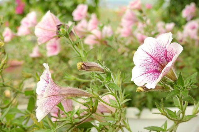 Bên cạnh hoa hồng, vườn nhà anh Vinh còn có một số loại hoa khác phục vụ Tết như đỗ quyên, dạ yến thảo, đồng tiền… Trong đó, hoa dạ yến thảo trong vườn được bán với giá 120.000 đồng một chậu nhỏ.