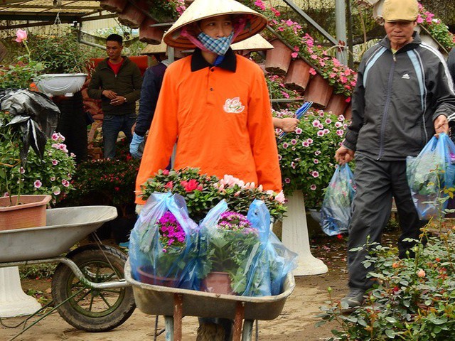Những ngày gần Tết, khách đến mua hoa nhộn nhịp. “Vườn hoa của gia đình không thu vé tham quan mà chỉ bán sản phẩm. Trừ phi phí, chúng tôi thu về khoảng một tỷ đồng mỗi năm”, anh Hải nói.