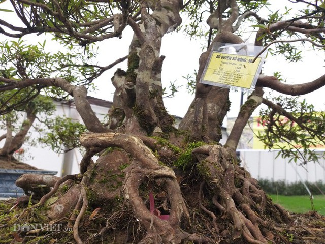 
Các gốc đỗ quyên bonsai cổ thụ, thân rất khúc khuỷu...
