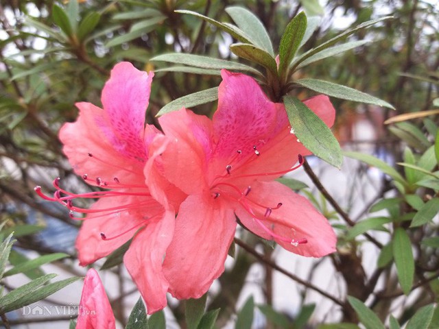 
Hiện, các cây đỗ quyên của ông Minh đã bắt đầu có hoa nở báo (bông hoa sớm báo hiệu mùa hoa mới).
