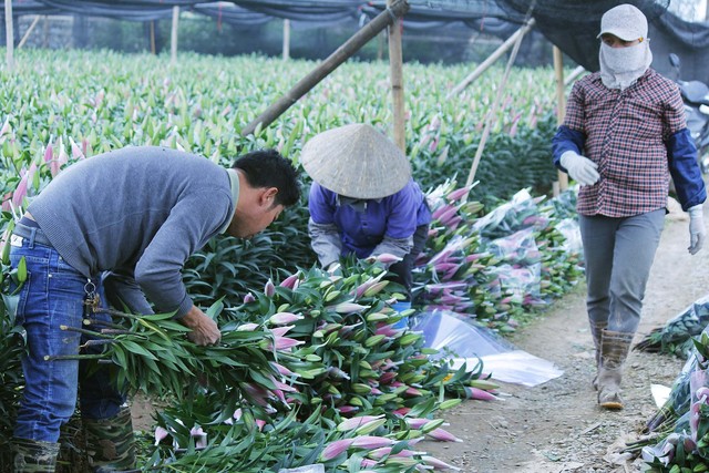 
Gia đình anh Hân bó hoa để chở đến chợ hoa Quảng An. Ảnh: Tô Băng
