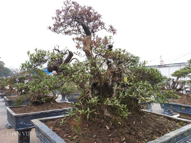 
Các cây đỗ quyên bonsai của ông Minh đều có tuổi đời rất cao, có cây lên đến trên dưới 400 năm tuổi.
