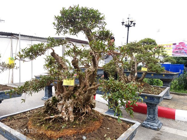 
Một cây đỗ quyên cổ thụ có giá lên đến gần 900 triệu đồng của ông Minh.

