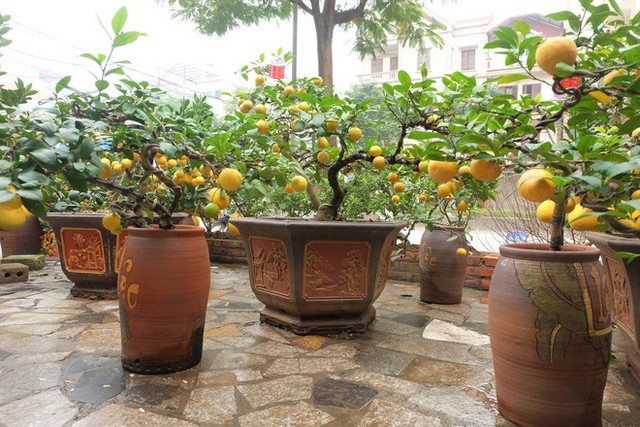Theo chia sẻ đặc biệt của ông chủ nhà vườn, toàn bộ chanh vàng phú quý đều được chăm sóc cẩn thận theo phương pháp hữu cơ, dùng bột đậu tương để chăm bón. Thời gian để tạo dáng bonsai cho cây dao động trong khoảng từ 5-7 năm.