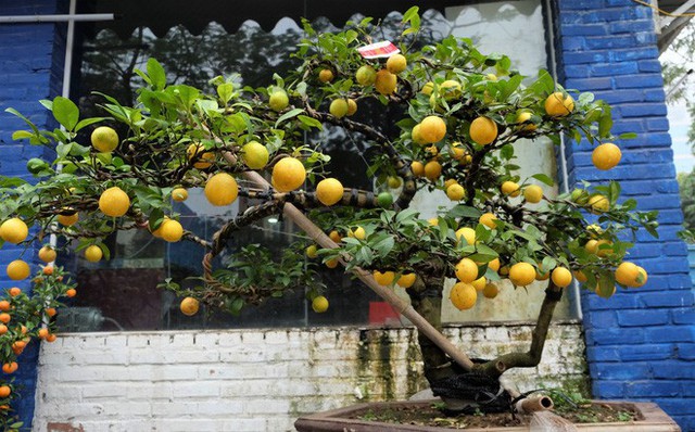 Những chậu chanh phú quý tạo dáng bonsai đẹp mắt của hợp tác xã nông sản Phú Quý (Hưng Yên) cũng tạo được sự chú ý của không ít người tiêu dùng Hà Thành.