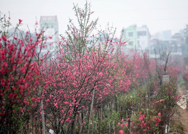 Chính vì vậy, thời điểm này là lúc lý tưởng để những ai có ý định mua sắm một cành, gốc đào cho gia đình vừa đi mua sắm, vừa đi ngắm vẻ đẹp ngút ngàn của vườn đào.