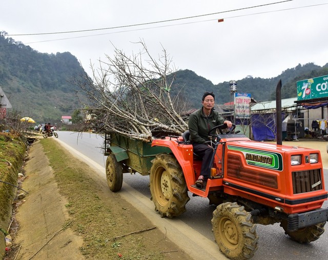 Một gia đình vừa chặt hạ hàng chục cành đào rừng rồi vận chuyển bằng máy kéo ra quốc lộ đổ lại cho những thương lái.