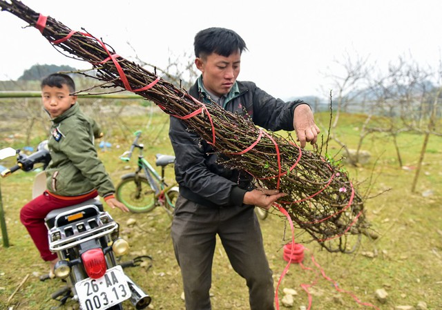Hai cha con vừa buộc bó lại một cành đào để chuẩn bị cho thương lái vận chuyển xuống xuôi đi các tỉnh Hà Nội, Hải Phòng...