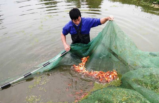 
Các đầm đang tất bật kéo cá
