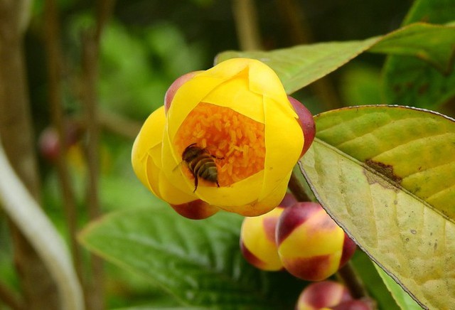 Trà hoa vàng thường kết nụ vào tháng 6 âm lịch, đến cuối tháng 10 bắt đầu cho thu hoạch đến ra giêng.