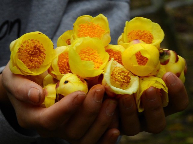Trà hoa vàng có nụ hoa to, cánh và nhụy màu vàng sậm, đài hoa màu đỏ; được cho có tác dụng phòng và chống các bệnh huyết áp, tim mạch, tiểu đường...