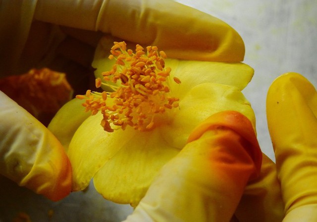 Hoa được tách ra trước khi sấy khô. Hiện mỗi kg hoa khô có giá 15 triệu đồng.