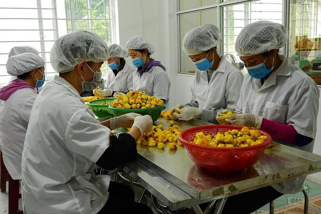 Cơ sở chế biến trà hoa vàng của anh Thắng có gần 10 công nhân.