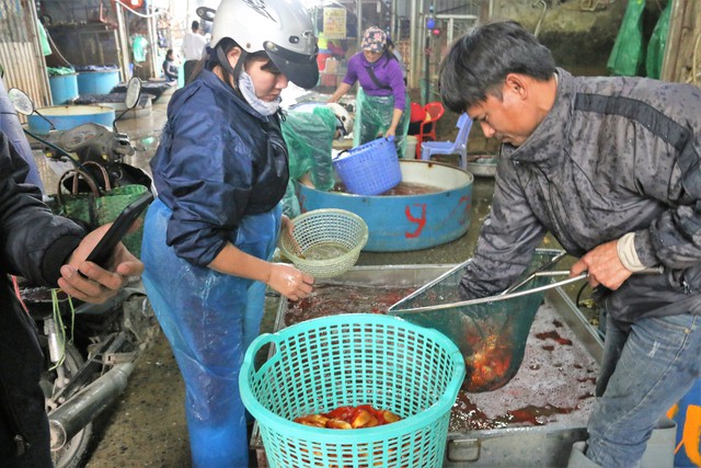 
Trước ngày 23 tháng Chạp (ngày cúng ông Công ông Táo), chợ cá lớn nhất Hà Nội tại làng Sở Thượng (Yên Sở, Hà Nội) luôn trong tình trạng tấp nập kẻ bán người mua cá chép.
