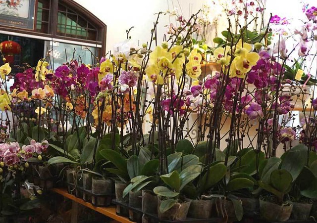 
Bu&ocirc;n lan hồ điệp kiếm tiền ti&ecirc;u Tết, nhưng chỉ sau mấy ng&agrave;y anh Trương lỗ tới 26 triệu đồng
